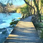 Arija-pino
